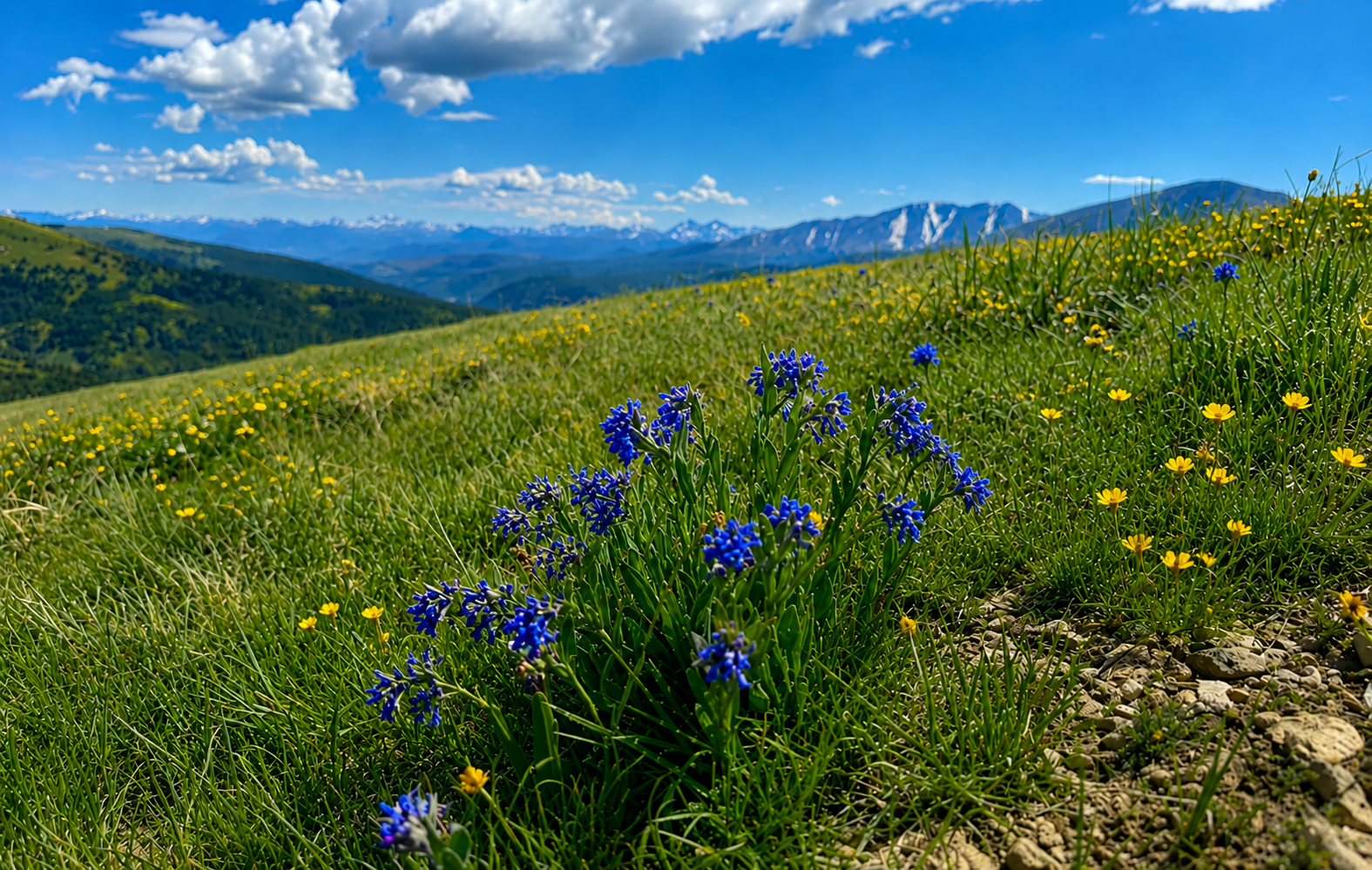 Cool Wildflower Hike Near Breck: Hoosier Pass Loop